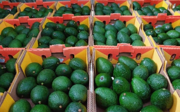 Estados Unidos suspende importación de aguacate michoacano por crisis de seguridad
