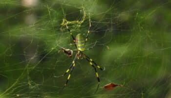 Estudio alerta del peligro que supone el desconocimiento de las arañas