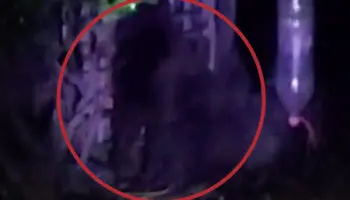 ¡Atención, gorila suelto! Hidalgo emite alerta por presencia del primate | Video