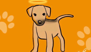 ¡Justicia para Huellitas!; Adolescente en Puebla asesinó al perrito por 'diversión'