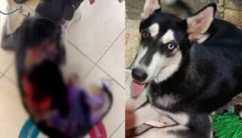 Fuertes imágenes | Ahora lanzan aceite hirviendo a perrito en Guerrero