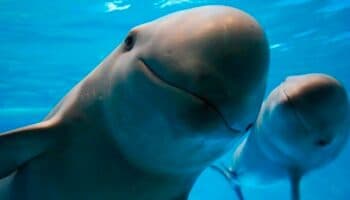 Semarnat lanza campaña para proteger a la totoaba y la vaquita marina