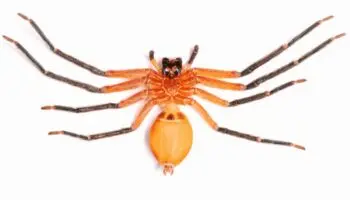 Fotos | Descubren araña cangrejo gigante en Ecuador