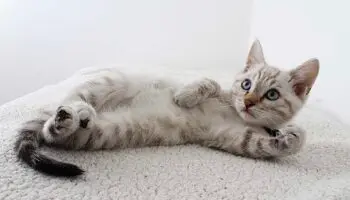 Los gatos reconocen el olor de su dueño