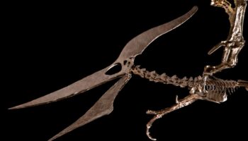 Subastan reptil volador de 85 millones de años, se vendió en 3.9 mdd