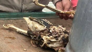Hidalgo: Encuentran carne sospechosa en puesto de barbacoa