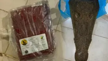 Profepa asegura carne de cocodrilo y búfalo en la 'Feria de la Torta' de alcaldía Venustiano Carranza