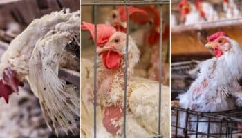 Fuertes imágenes | Por crueldad animal, llaman a dejar de comer huevo