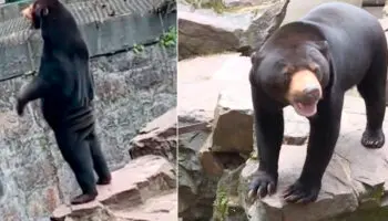 Video | Zoológico chino niega que sus osos malayos sean humanos disfrazados