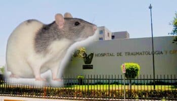 Denuncian plaga de ratas en hospital de Monterrey: Reforma