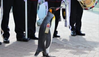 Pingüino recibe promoción a Mayor General de la Guardia del Rey de Noruega