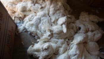 Indagan a empresas que usaban niños migrantes para limpiar matederos