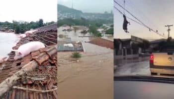 Videos | Animales sufren el paso de un ciclón por el sur de Brasil