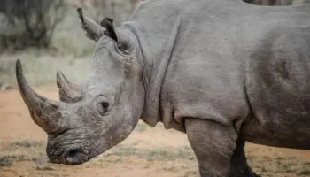 Rinoceronte mata a cuidadora y hiere a otra persona en zoológico