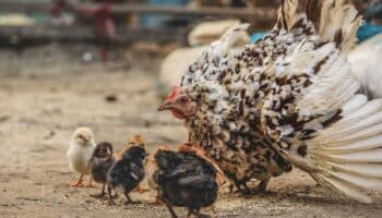 Generan electricidad limpia con plumas de pollo