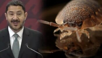 ¿CDMX en alerta por chinches? Esto respondió Batres