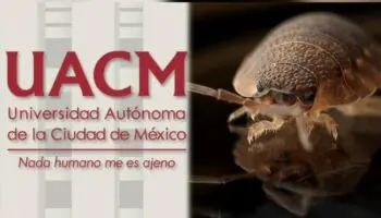 Por plaga de chinches, UACM suspende clases