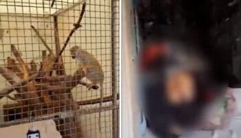 Edomex: Hallan refrigerador con restos de mono y caballo; rescatan animales exóticos