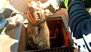 ¡Insólito! Cocodrilo de 3 metros deambulaba por tubería en Tamaulipas