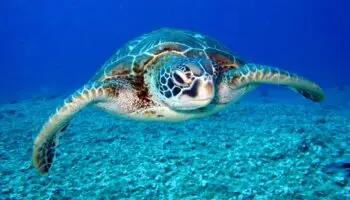 Contaminación influye en el sexo de tortugas verdes y provoca amenaza por exceso de hembras