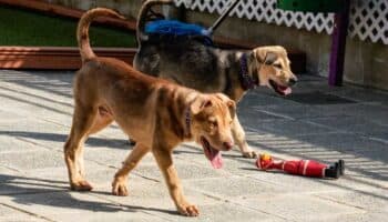 Investigan venta de carne de perro por Internet | Hong Kong