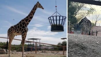 Tribunal revive amparo a favor de la jirafa Benito