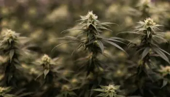 Biden indulta a miles de condenados por posesión de marihuana