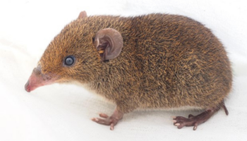 Identifican cinco nuevas especies de erizos de pelaje suave