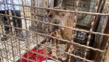 Fotos | Rescatan 13 perros pitbull hacinados en criadero clandestino de Magdalena Contreras