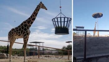 Jirafa Benito sin resguardo ante bajas temperaturas en Juárez | Video
