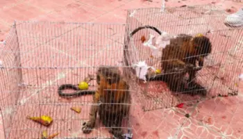 Interpol incauta más de 2 mil animales en peligro de extinción