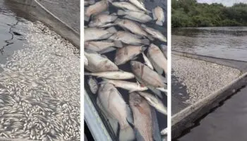 Mueren 90 mil mojarras en Veracruz por contaminación