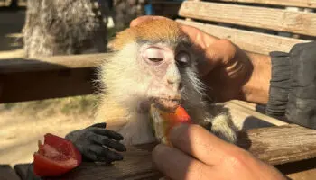 El hambre golpea a animales y personas en zoológico de Gaza