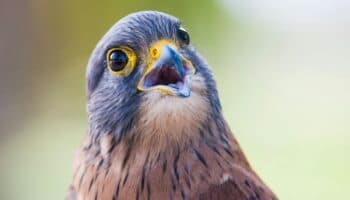 Las aves evolucionaron mucho antes del fin de los dinosaurios