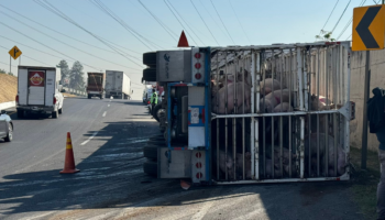 Tráiler cargado con cerdos vuelca en el Circuito Exterior Mexiquense; varios mueren
