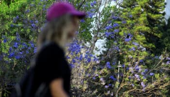 Las jacarandas florecieron antes y detonaron el debate sobre el cambio climático