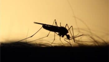Casos de dengue suben 385 % en México y la alerta crece ante la temporada de huracanes