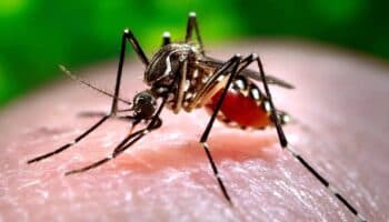 Dengue disminuye más de 30%, pero podría repuntar en 2027