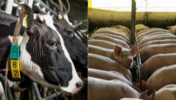 Día Mundial Sin Carne | ¿Sabías que casi el 20% de los mexicanos no come carne?