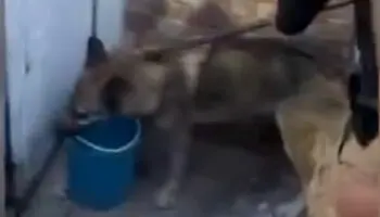 ¡No era lobo! Es perro doméstico y se puede adoptar