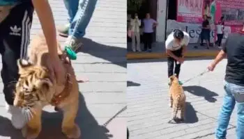 Video | Captan a hombre paseando un cachorro de tigre en Tulancingo, Hidalgo