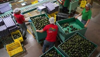 México y EU concluyen con éxito caso de violación de derechos en productora de aguacate