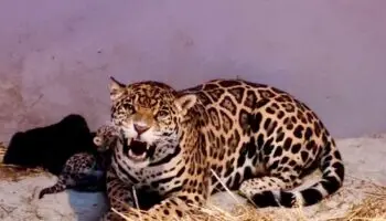 Nacen 3 cachorros de jaguar en Zoológico de Chapultepec | Video