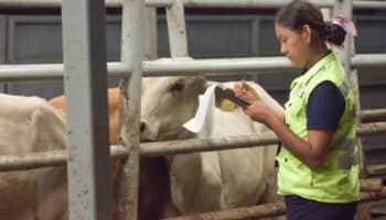Crisis ganadera por gusano barrenador debe ser tratada como seguridad nacional: Bustillos | Entérate