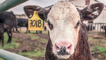 Ganadería ilegal en la frontera: fachada del narco que destruye selvas y comunidades, advierte investigadora