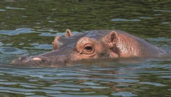 Confirman muerte de casi cincuenta hipopótamos por ántrax en el parque de RD del Congo