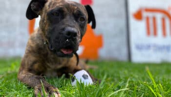 ¿Puedo llevar a mi mascota en el Metro? Esto dice la ley