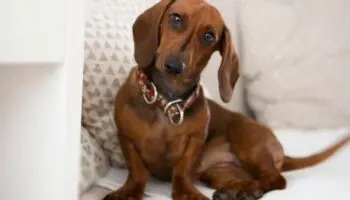 ¿Por qué Alemania busca prohibir los perros salchicha?