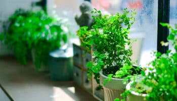 5 plantas para refrescar tu casa y limpiar el aire