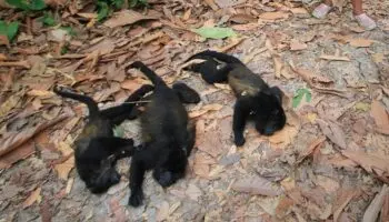 Semarnat confirma que monos aulladores murieron por golpe de calor